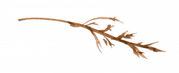 small twig2
