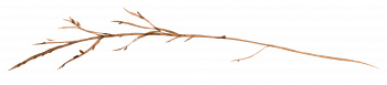 small twig3